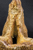 07746 - Museum Grade 4.84 Inch Ethmosphenoid Portion of Braincase of Mawsonia lavocati Cretaceous Coelacanth