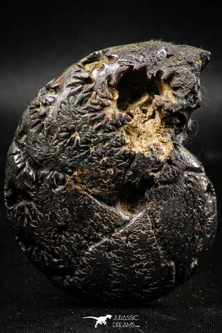 06103 - Beautiful Pyritized 2.48 Inch Unidentified Lower Cretaceous Ammonites