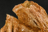 07748 - Top Rare 9.09 Inch Unidentified Dinosaur Bone Late Cretaceous Kem Kem