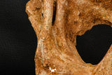 07748 - Top Rare 9.09 Inch Unidentified Dinosaur Bone Late Cretaceous Kem Kem