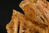 07748 - Top Rare 9.09 Inch Unidentified Dinosaur Bone Late Cretaceous Kem Kem