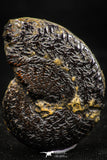 06104 - Top Quality Pyritized 1.39 Inch Unidentified Lower Cretaceous Ammonites