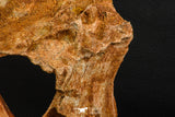 07748 - Top Rare 9.09 Inch Unidentified Dinosaur Bone Late Cretaceous Kem Kem
