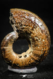 06106 - Well Preserved Pyritized 1.24 Inch Unidentified Lower Cretaceous Ammonites