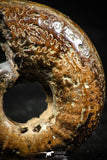 06106 - Well Preserved Pyritized 1.24 Inch Unidentified Lower Cretaceous Ammonites