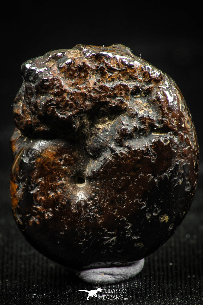 06108 - Beautiful Pyritized 0.97 Inch Phylloceras Lower Cretaceous Ammonites