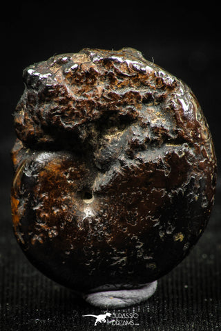 06108 - Beautiful Pyritized 0.97 Inch Phylloceras Lower Cretaceous Ammonites