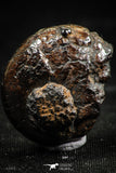 06108 - Beautiful Pyritized 0.97 Inch Phylloceras Lower Cretaceous Ammonites