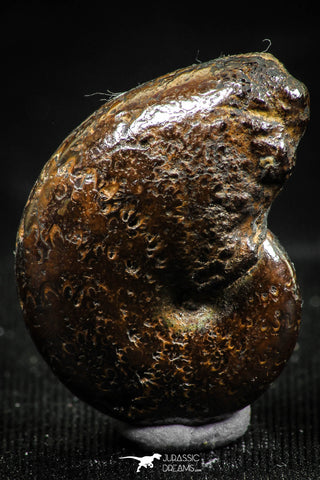 06109 - Top Quality Pyritized 0.96 Inch Phylloceras Lower Cretaceous Ammonites