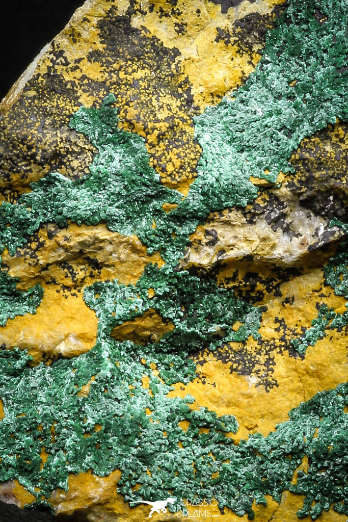 22195 - Beautiful Azurite Cristals + Malachite Cristals in Quartz Matrix - Alnif (South Morocco)