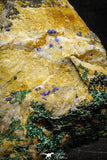 22195 - Beautiful Azurite Cristals + Malachite Cristals in Quartz Matrix - Alnif (South Morocco)