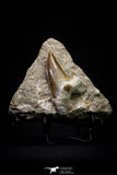 20777 - Top Huge 2.40 Inch Otodus obliquus Shark Tooth in Matrix Paleocene