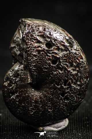 06112 - Beautiful Pyritized 0.90 Inch Phylloceras Lower Cretaceous Ammonites