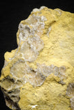 22196 - Calcite Geode with Gypsum Crystal 680 g in Natural Matrix