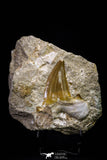 20779 - Top Huge 2.62 Inch Otodus obliquus Shark Tooth in Matrix Paleocene