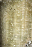 22199 - Beautiful Yellow Green Apatite Crystal - Imilchil (Morocco)