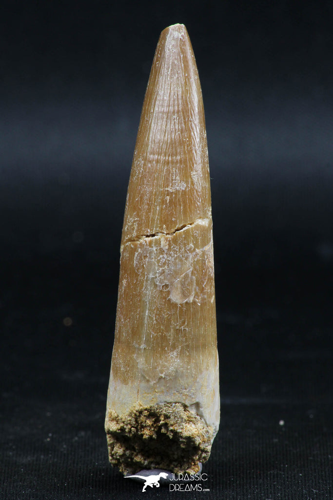 06121 - Nicely Preserved 2.47 Inch Partially Rooted Elasmosaur (Zarafasaura oceanis) Tooth