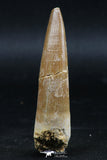 06121 - Nicely Preserved 2.47 Inch Partially Rooted Elasmosaur (Zarafasaura oceanis) Tooth