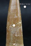 06121 - Nicely Preserved 2.47 Inch Partially Rooted Elasmosaur (Zarafasaura oceanis) Tooth