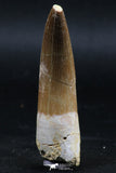 06121 - Nicely Preserved 2.47 Inch Partially Rooted Elasmosaur (Zarafasaura oceanis) Tooth