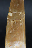 06123 - Well Preserved 2.46 Inch Partially Rooted Elasmosaur (Zarafasaura oceanis) Tooth