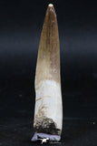 06124 - Top Quality 2.52 Inch Partially Rooted Elasmosaur (Zarafasaura oceanis) Tooth
