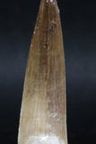 06124 - Top Quality 2.52 Inch Partially Rooted Elasmosaur (Zarafasaura oceanis) Tooth