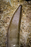 20790 - Finest Quality 2.54 Inch Elasmosaur (Zarafasaura oceanis) Tooth in Matrix
