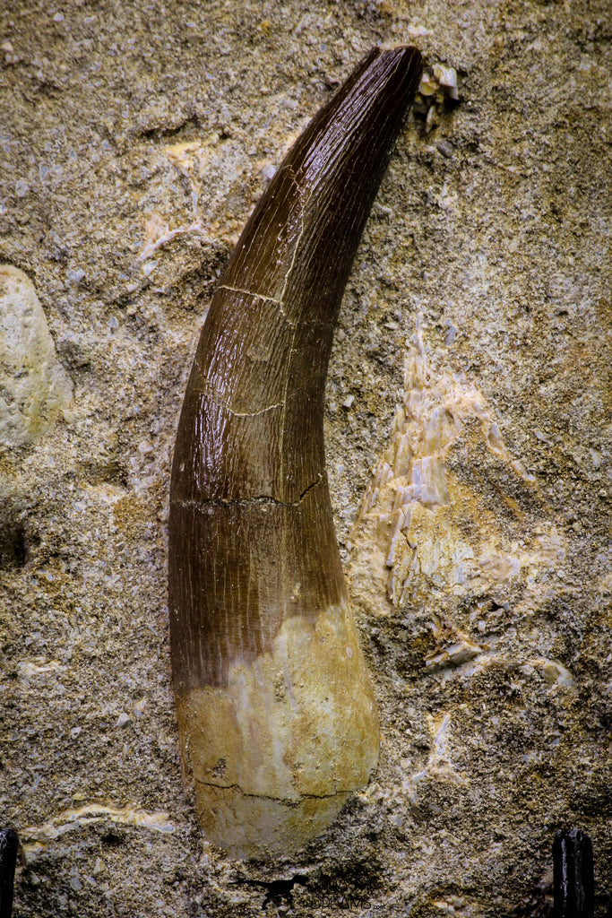 20791 - Finest Quality 2.52 Inch Elasmosaur (Zarafasaura oceanis) Tooth in Matrix