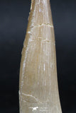 06126 - Nicely Preserved 2.19 Inch Partially Rooted Elasmosaur (Zarafasaura oceanis) Tooth