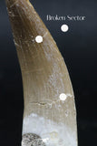 06126 - Nicely Preserved 2.19 Inch Partially Rooted Elasmosaur (Zarafasaura oceanis) Tooth