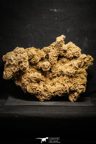 22208 - Museum Grade 13.23 in Desert Rose (Selenite) - Sahara Desert