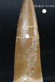 06127 - Top Quality 2.19 Inch Partially Rooted Elasmosaur (Zarafasaura oceanis) Tooth