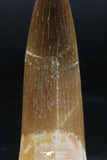 06127 - Top Quality 2.19 Inch Partially Rooted Elasmosaur (Zarafasaura oceanis) Tooth