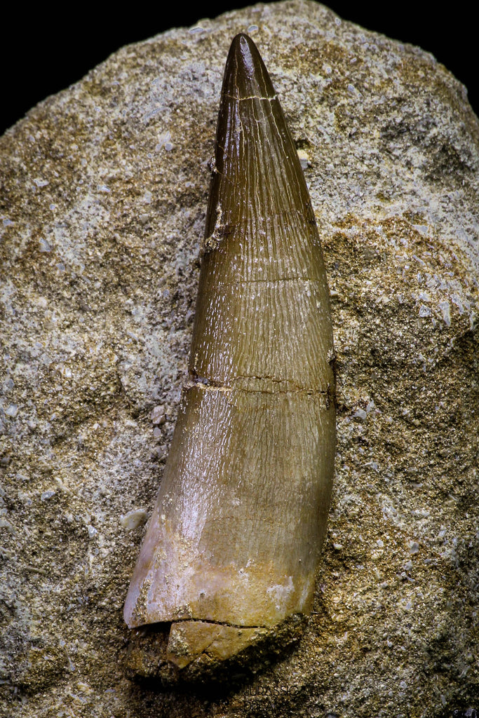 20794 - Finest Quality 2.23 Inch Elasmosaur (Zarafasaura oceanis) Tooth in Matrix