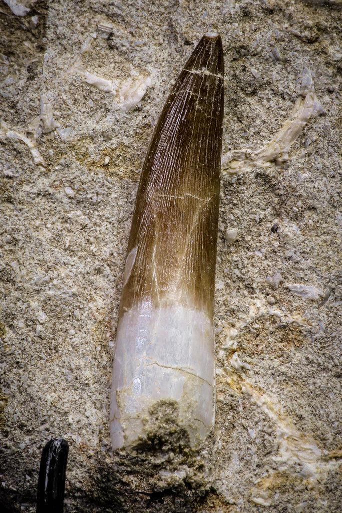 20797 - Finest Quality 2.05 Inch Elasmosaur (Zarafasaura oceanis) Tooth in Matrix