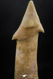 06134 - Beautiful 1.82 Inch Rooted Schizorhiza Rostral Tooth Cretaceous Sawfish