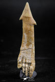 06134 - Beautiful 1.82 Inch Rooted Schizorhiza Rostral Tooth Cretaceous Sawfish
