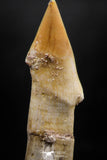 06135 - Beautiful 1.82 Inch Rooted Schizorhiza Rostral Tooth Cretaceous Sawfish