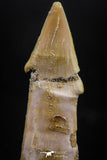 06136 - Beautiful 1.61 Inch Rooted Schizorhiza Rostral Tooth Cretaceous Sawfish