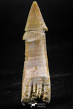 06136 - Beautiful 1.61 Inch Rooted Schizorhiza Rostral Tooth Cretaceous Sawfish
