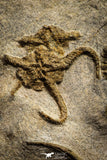 22216 - Superb Mortality Plate 8 OPHIURA SP Brittlestars Upper Ordovician Ktaoua Fm