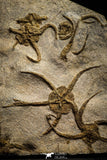 22216 - Superb Mortality Plate 8 OPHIURA SP Brittlestars Upper Ordovician Ktaoua Fm
