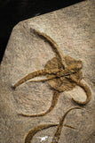 22216 - Superb Mortality Plate 8 OPHIURA SP Brittlestars Upper Ordovician Ktaoua Fm