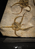 22216 - Superb Mortality Plate 8 OPHIURA SP Brittlestars Upper Ordovician Ktaoua Fm