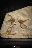 22216 - Superb Mortality Plate 8 OPHIURA SP Brittlestars Upper Ordovician Ktaoua Fm