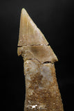 06137 - Beautiful 1.70 Inch Rooted Schizorhiza Rostral Tooth Cretaceous Sawfish