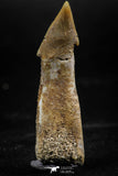 06137 - Beautiful 1.70 Inch Rooted Schizorhiza Rostral Tooth Cretaceous Sawfish