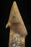 06138 - Beautiful 1.37 Inch Rooted Schizorhiza Rostral Tooth Cretaceous Sawfish