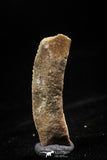 06142 - Nice 1.12 Inch Myliobatis Stingray Dental Plate Paleocene